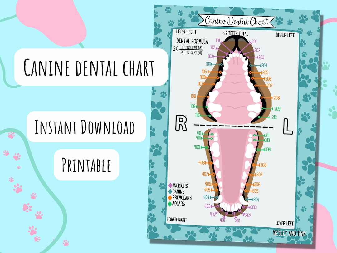 Canine Dental Chart, Digital Download, Printable, Poster with Dog Canine Dental Chart Full Size Printable