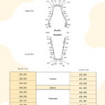 Canine Dental Chart In Illustrator, Pdf   Download | Template In Template Printable Canine Dental Chart