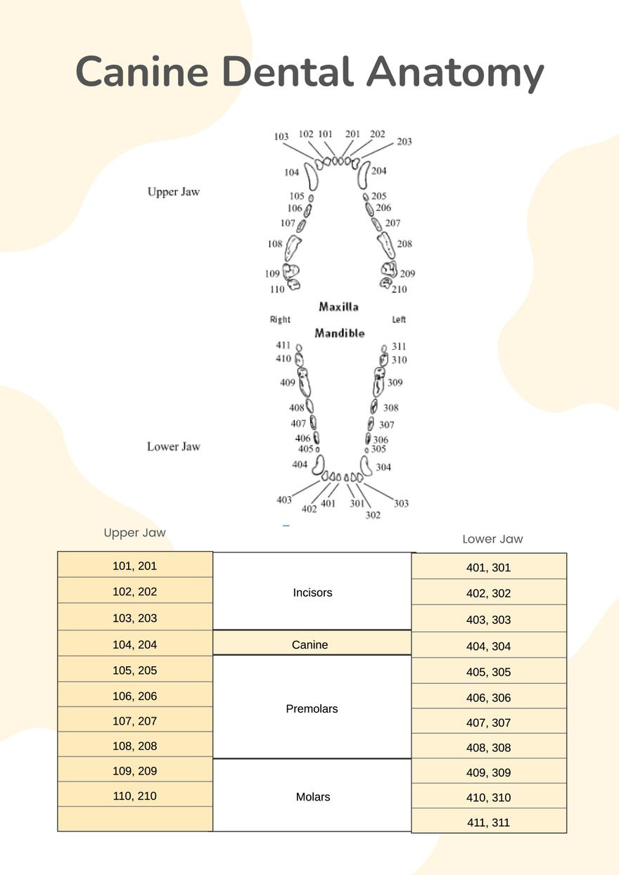 Canine Dental Chart In Illustrator, Pdf - Download | Template in Template Printable Canine Dental Chart