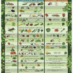 Companion Planting Chart Regarding Printable Companion Planting Chart