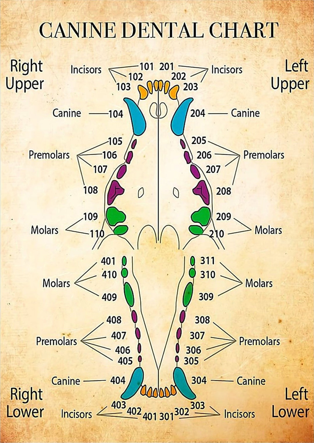 Dentist Canine Dental Chart Poster Home Decor Wall Decor - Etsy throughout Dog Canine Dental Chart Full Size Printable