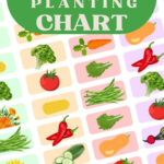 🥕 Free Printable Companion Planting Chart 🍅 With Printable Companion PlantingDeter Pests