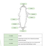 Free Free Dental Chart & Examples Templates   Download In Pdf In Template Printable Canine Dental Chart