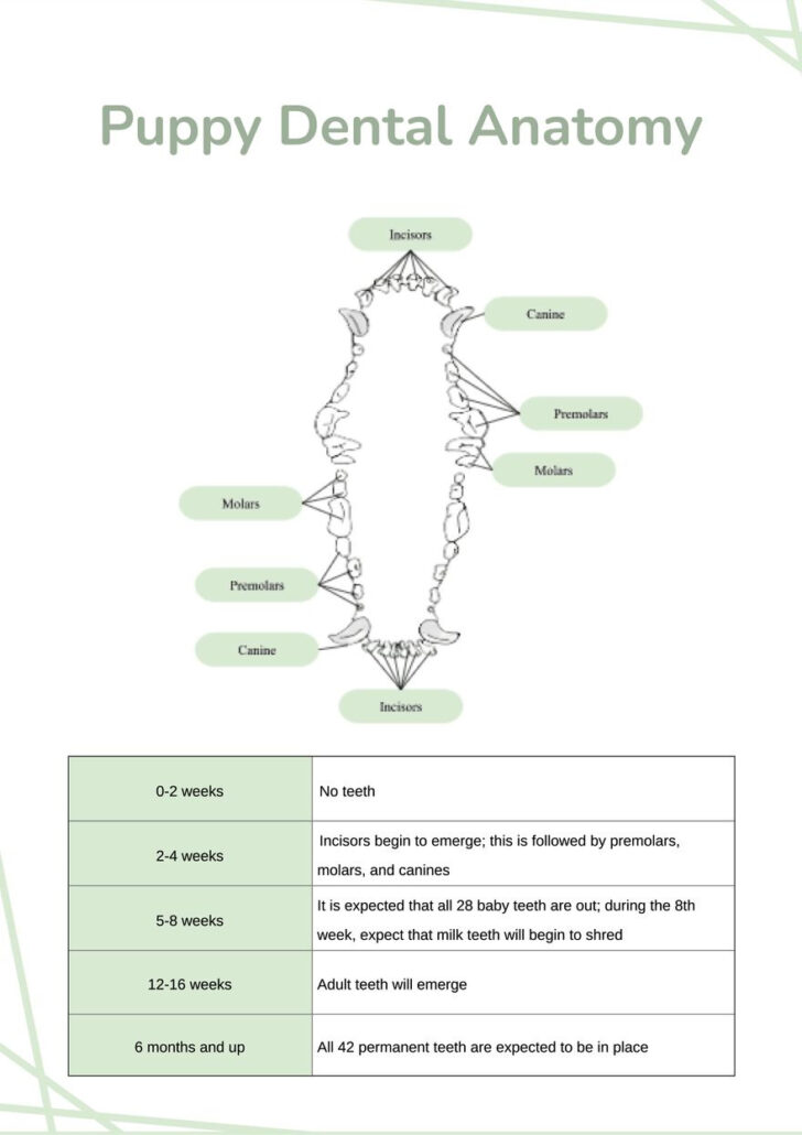 Free Printable Canine Dental Record