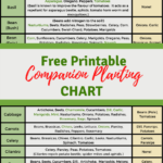 Free Printable Companion Planting Chart Pertaining To Printable Companion PlantingDeter Pests