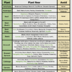 Free Printable Companion Planting Guide Throughout Printable Companion Planting Chart