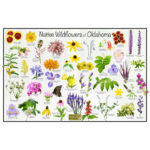 Native Wildflowers Of Oklahoma Flower Identification Poster / Flower Pertaining To Plants NativeOklahoma Printables