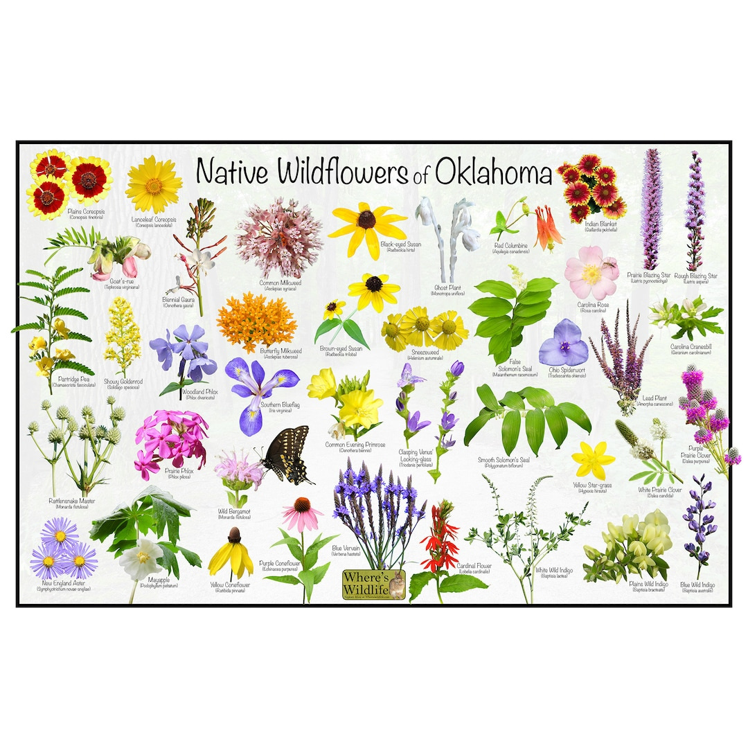 Native Wildflowers Of Oklahoma Flower Identification Poster / Flower pertaining to Plants NativeOklahoma Printables