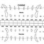 Normal Canine Dental Radiographs   Vet Dent Edu Regarding Dog Canine Dental Chart Full Size Printable