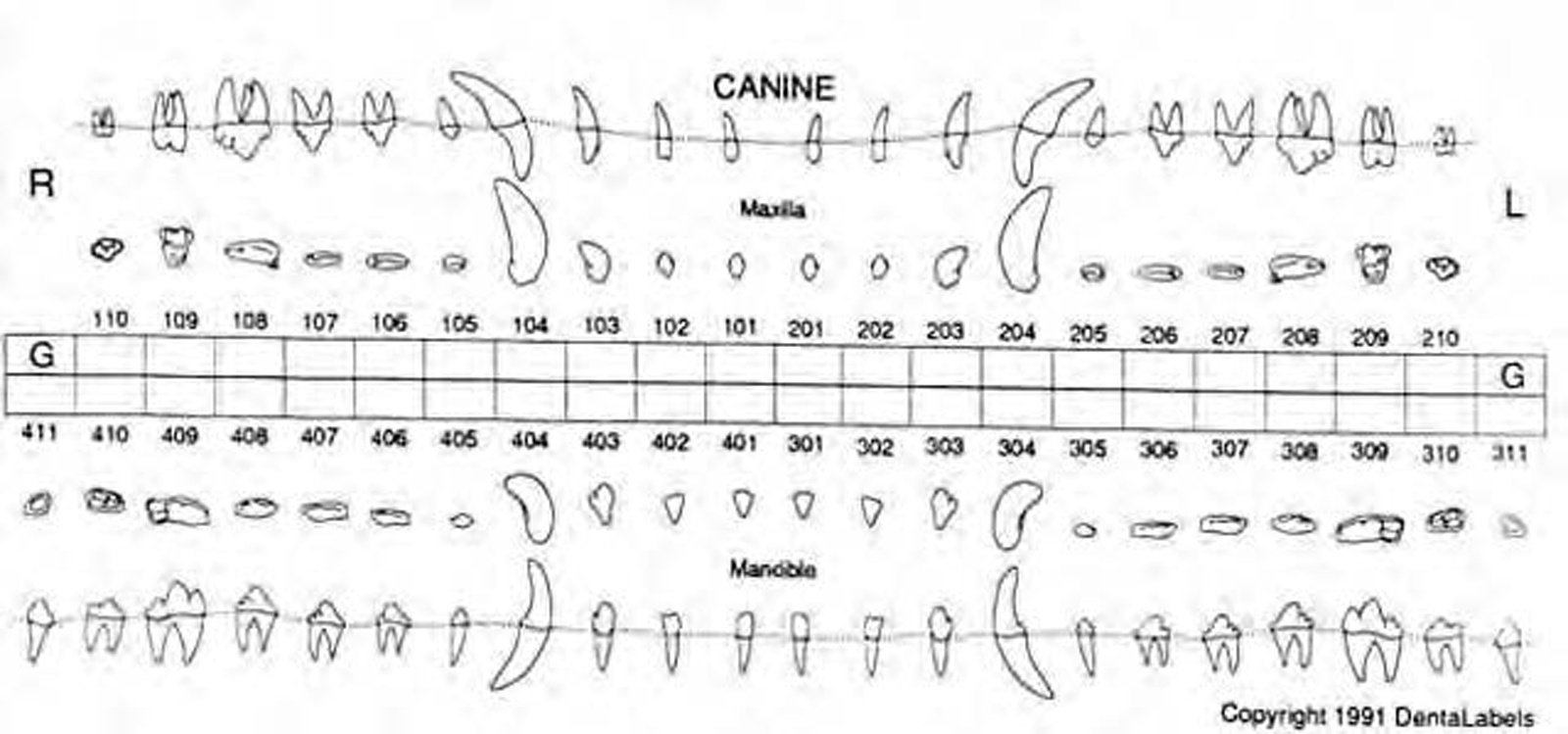 Normal Canine Dental Radiographs - Vet Dent Edu regarding Dog Canine Dental Chart Full Size Printable