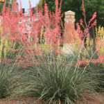 Oklahoma Proven: Plant Selections For Oklahoma | Oklahoma State Regarding Plants Nativeoklahoma Printables