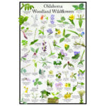 Oklahoma Woodland Wildflower Identification Poster / Providing Within Plants NativeOklahoma Printables