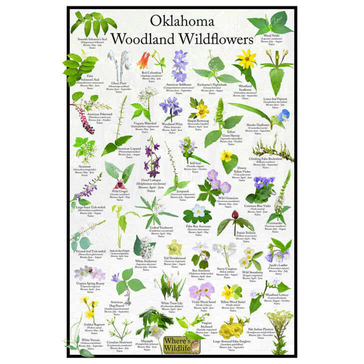 Plants NativeOklahoma Printables