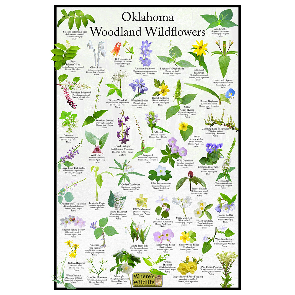 Oklahoma Woodland Wildflower Identification Poster / Providing within Plants NativeOklahoma Printables