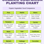 Organic Companion Planting Chart In Pdf, Illustrator   Download For Printable Companion Planting Chart