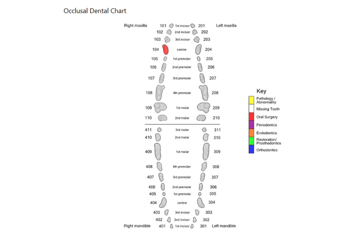 Screenshots – Animal Dental Chart with Free Printable Canine Dental Record