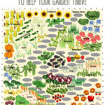 Use This Companion Planting Chart To Help Your Garden Thrive Regarding Printable Companion Planting Chart