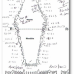 Veterinary Dental Charting For Dummies   Vetanswers Intended For Template Printable Canine Dental Chart